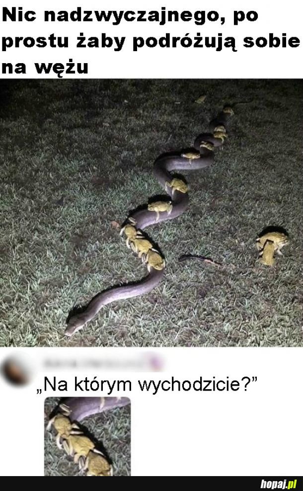 Szalone żółwie