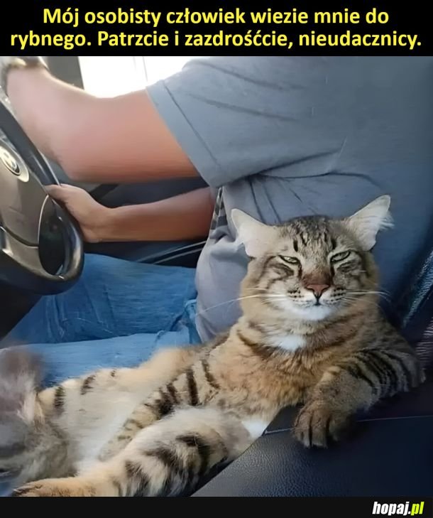 Patrz plebsie i płacz