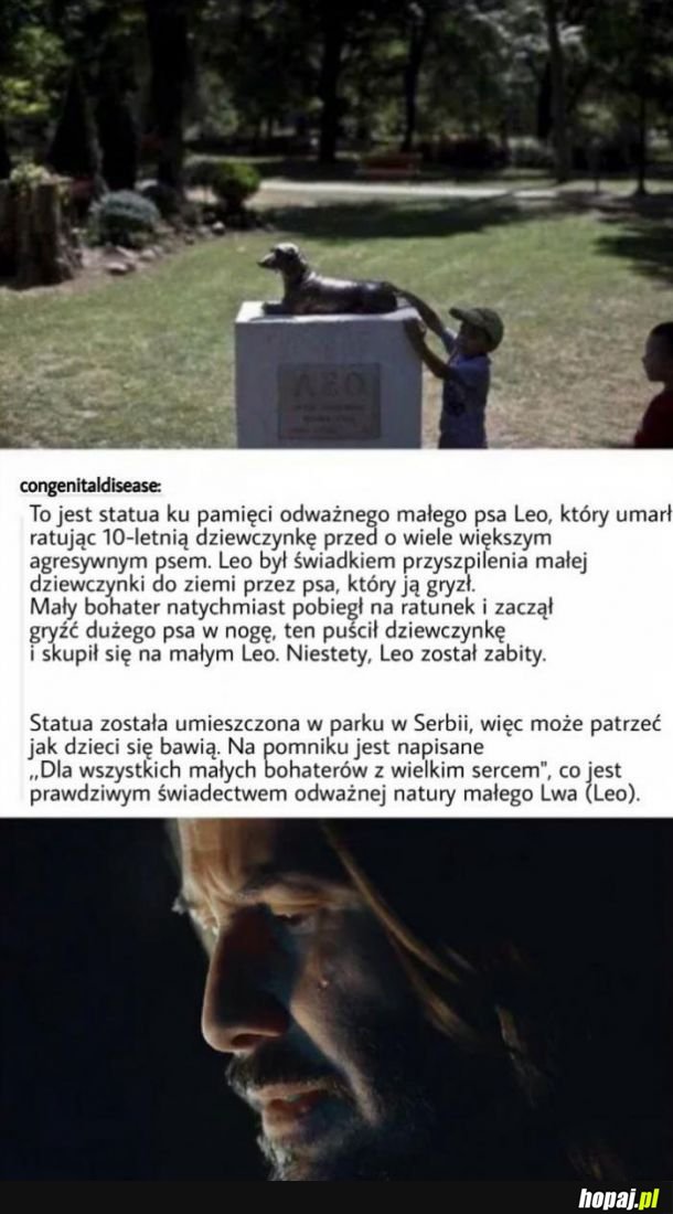  Dobry pies Leo