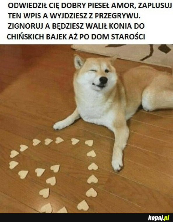 HELOŁ MI AMOR