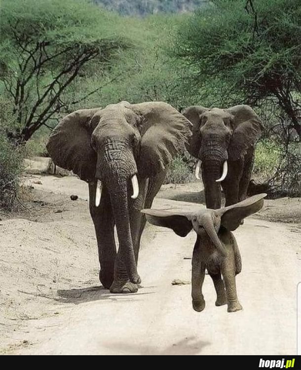 Latające słoniątko