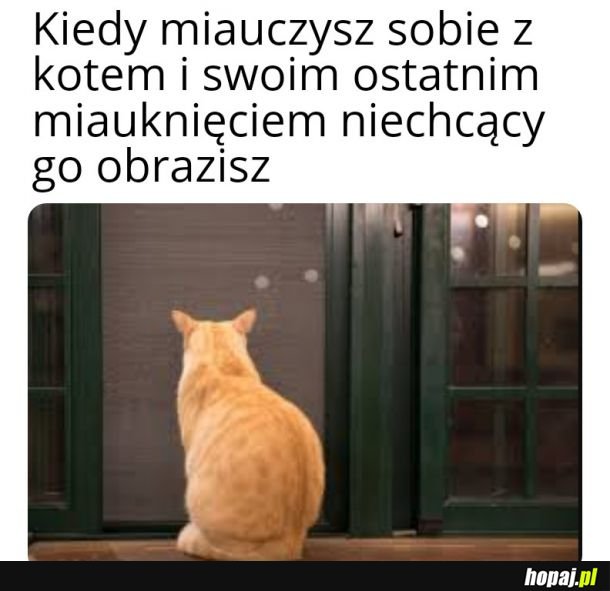 Miauczenie z kotem