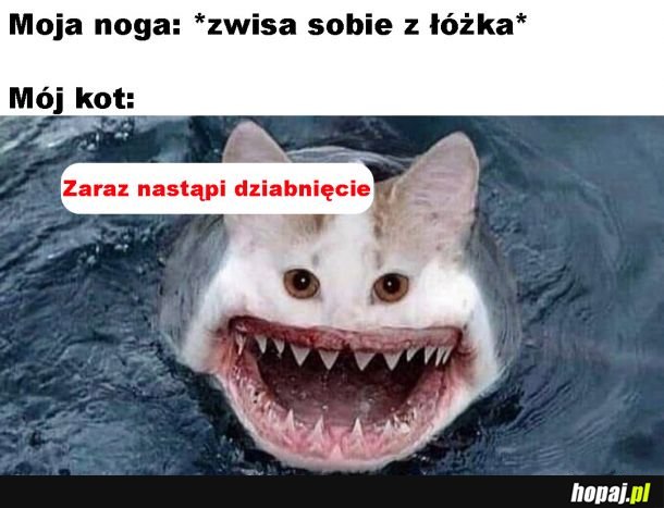 Koty takie są