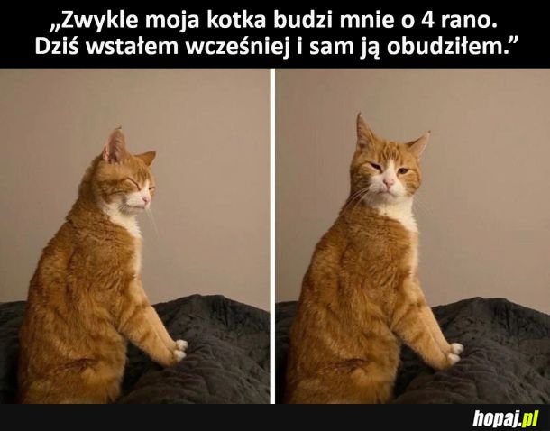 Bój się boga, budzić tak wcześnie kotka