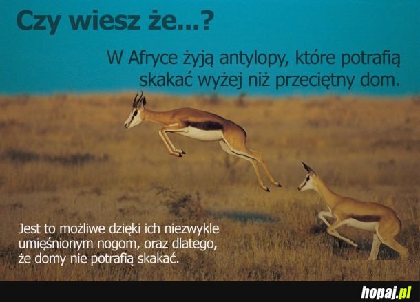 Ciekawostka