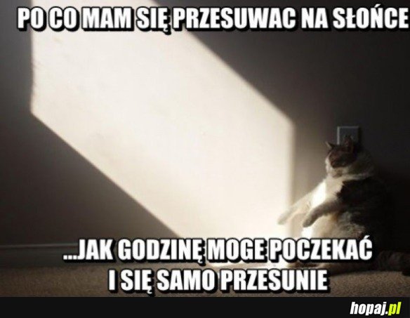 Lenistwo kot