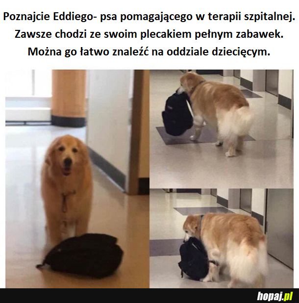 Prawdziwy dobry piesek