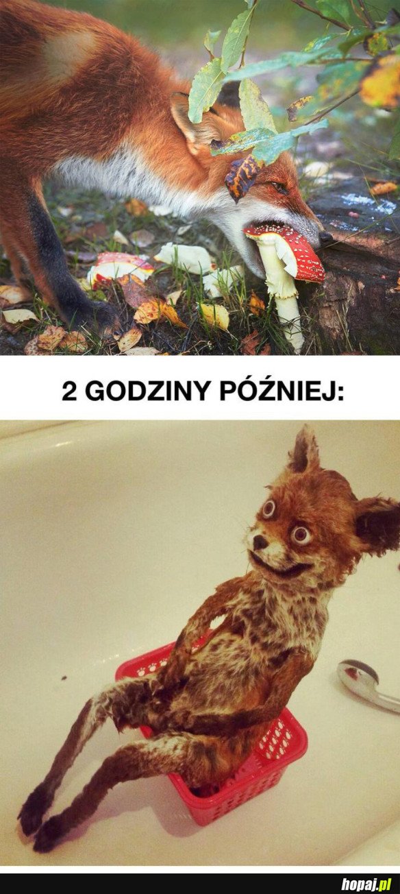 GRZYBKI