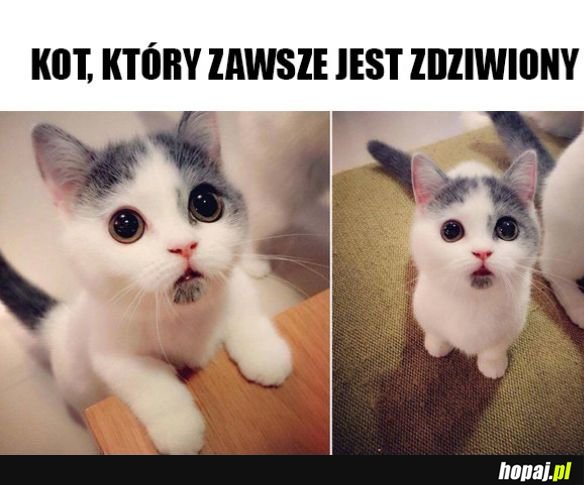 Zdziwiony kot