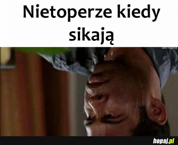 Nietoperze