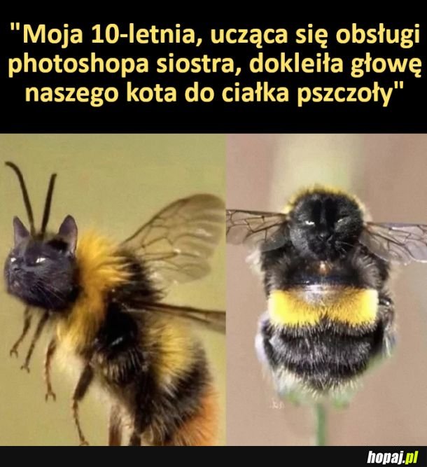 Urocza pszczółka