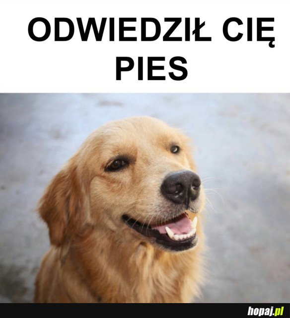 ZOSTAŁEŚ ODWIEDZONY PRZEZ PSA