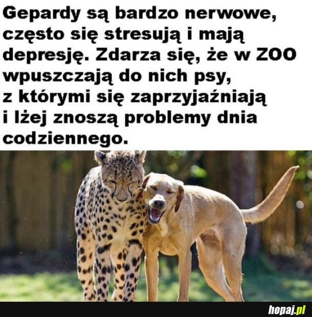 Kochane pieski