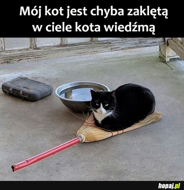 Mój kot 