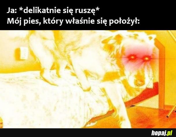  Moj pieseł 