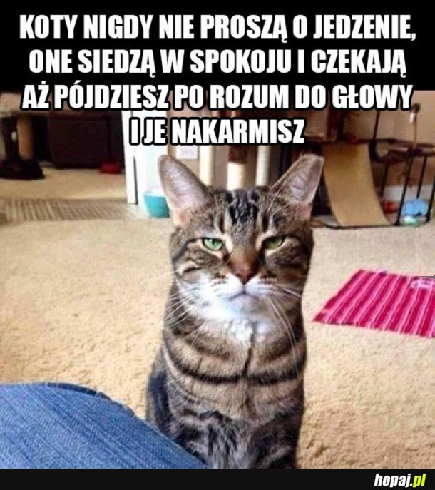 TAK DZIAŁAJA KOTY