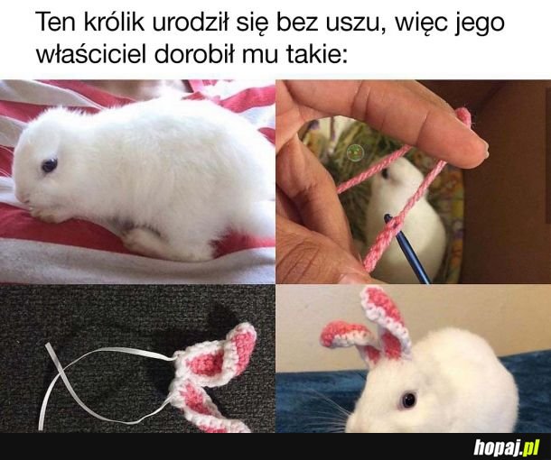 Królik bez uszu