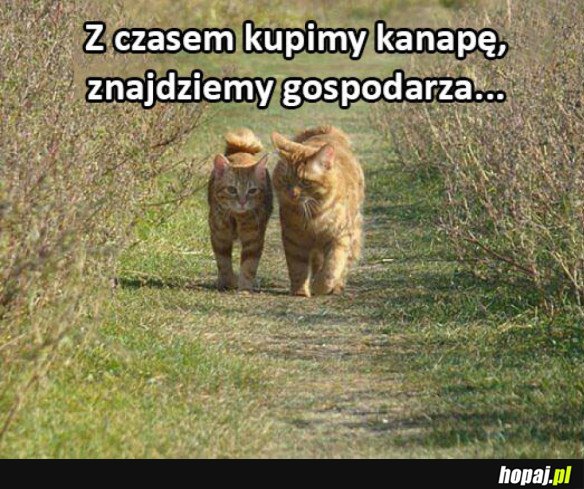 Koty