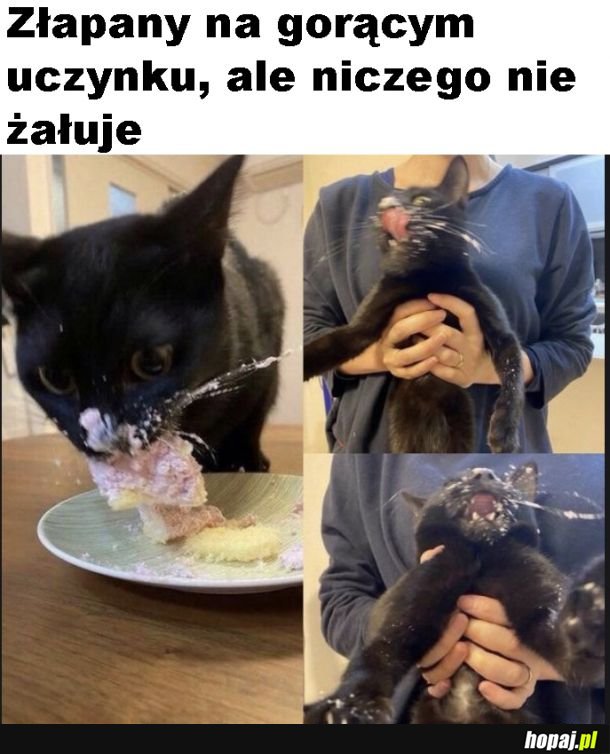 Nie żałuje