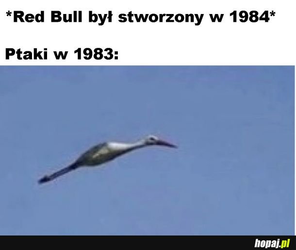 Ptaki