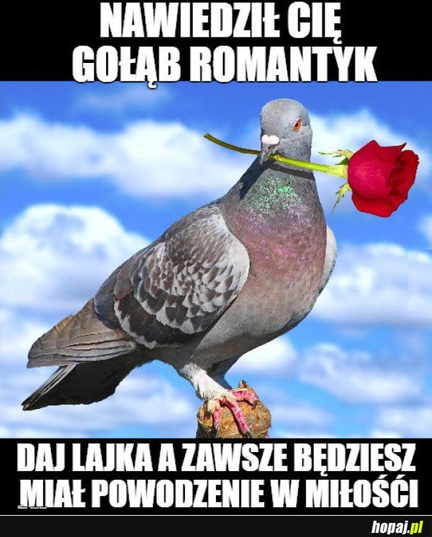 GOŁĄB ROMANTYK