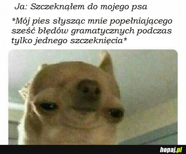 Biedny pieseł