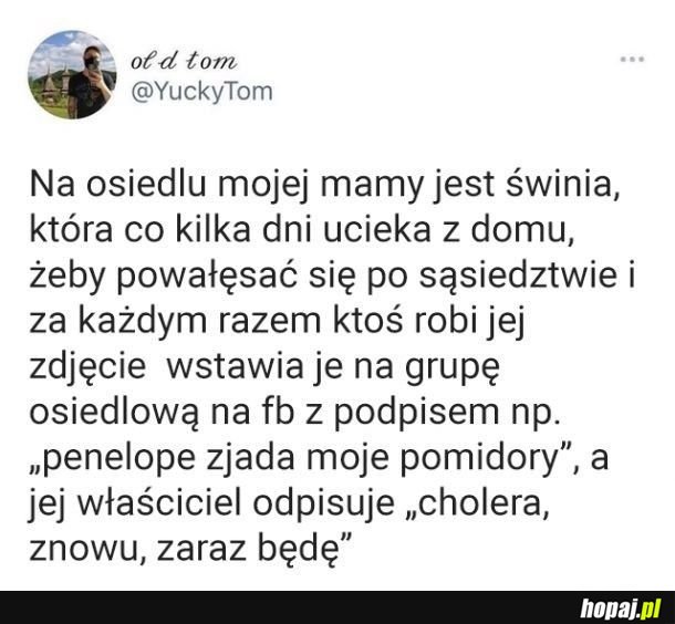 Świnia