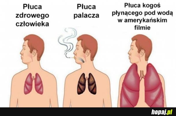 Płuca