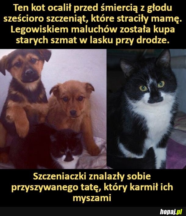 Wzruszające zachowanie kota