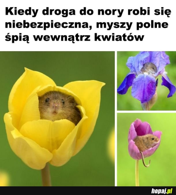 Myszki 