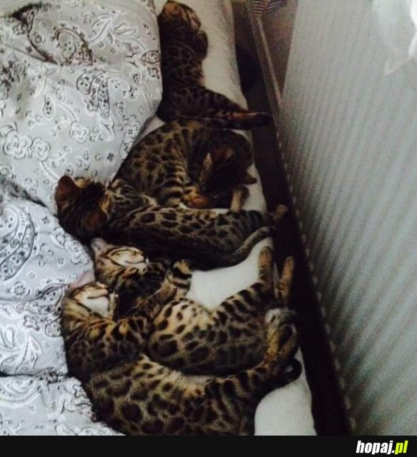 CTRL+C CTRL+V