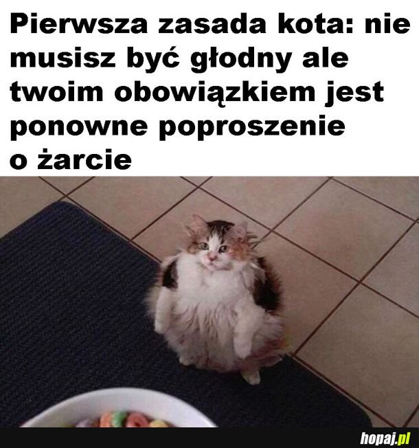 Koty takie są