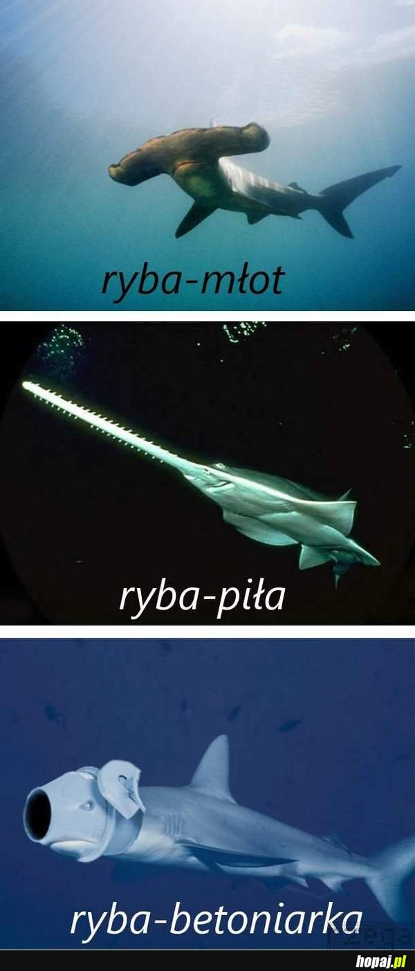 ryba-młot