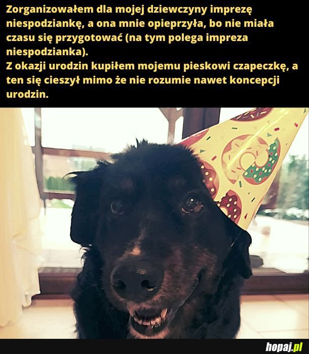 Urodziny pieska. 
