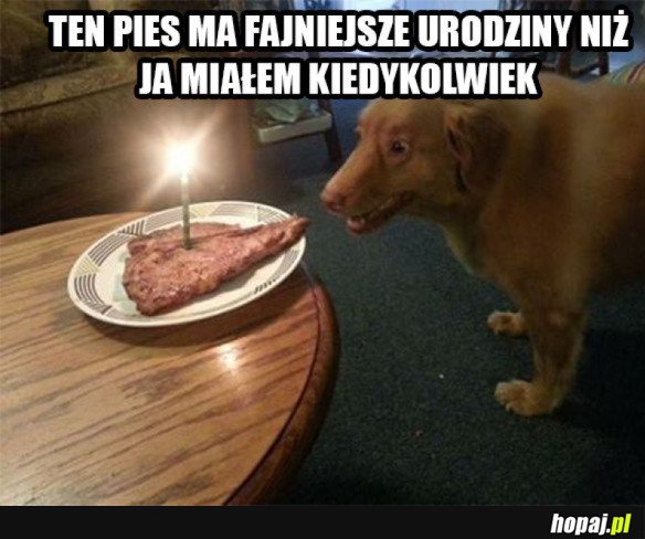 PIES MA CUDOWNE URODZINY