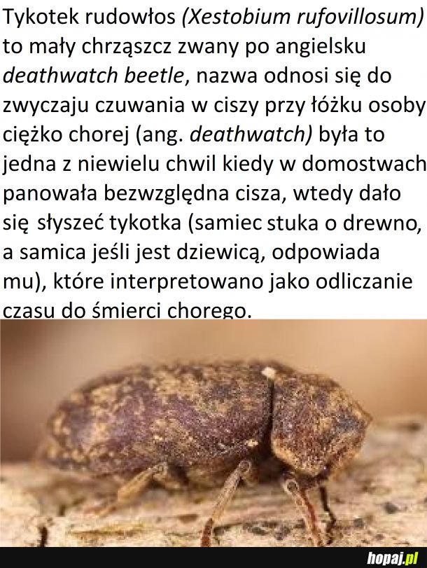 Czwartek z owadzią ciekawostką #5