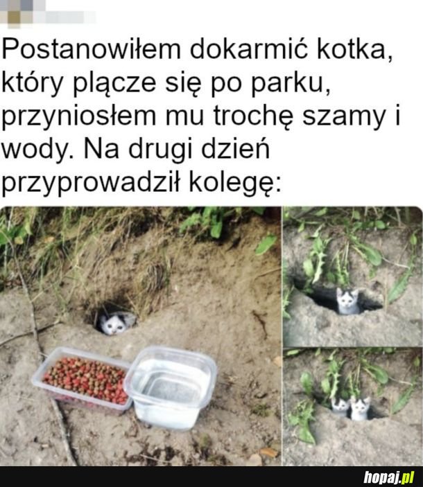 Cute kotki