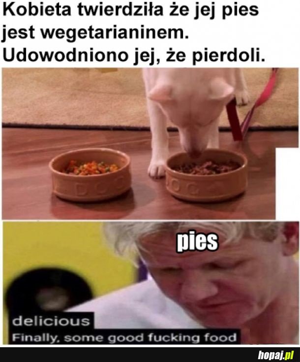 Pies wegetarianin