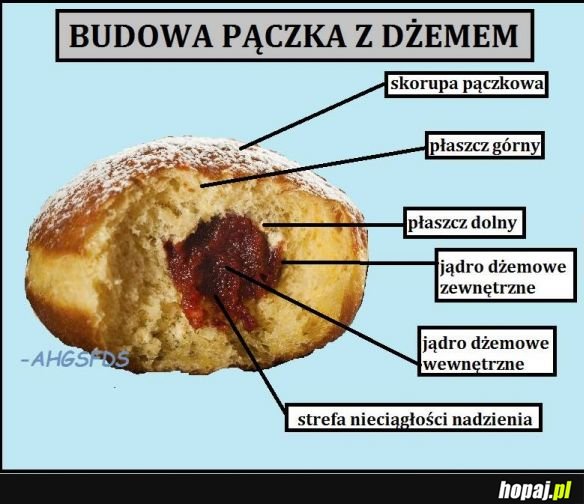 Budowa pączka