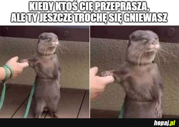 Jeszcze foch trzyma