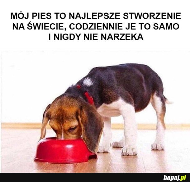 PLUSY DLA WSZYSTKICH TAKICH PIESEŁKÓW