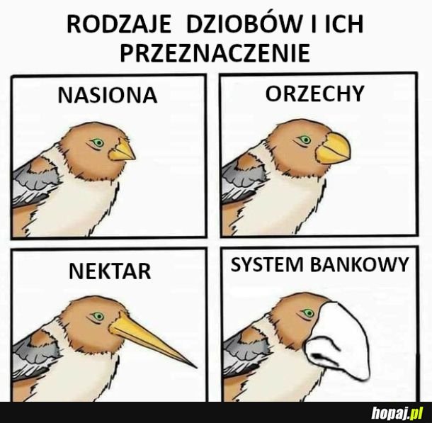 Rodzaje dziobów i ich przeznaczenie