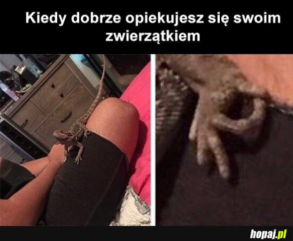 JEST DOBRZE KOLEŚ