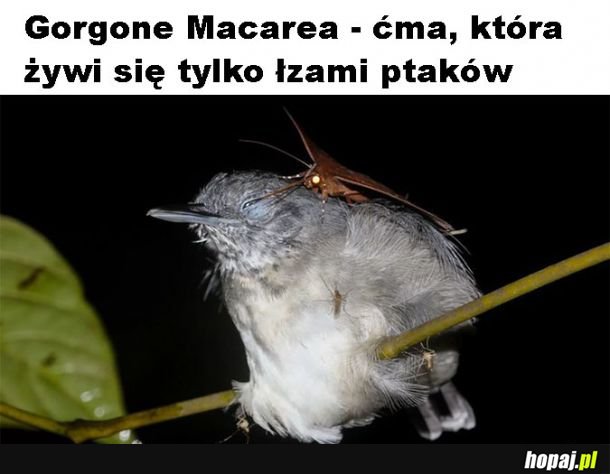 Łzy ptaków