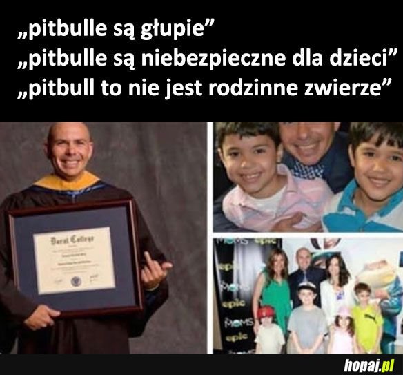 Pitbull