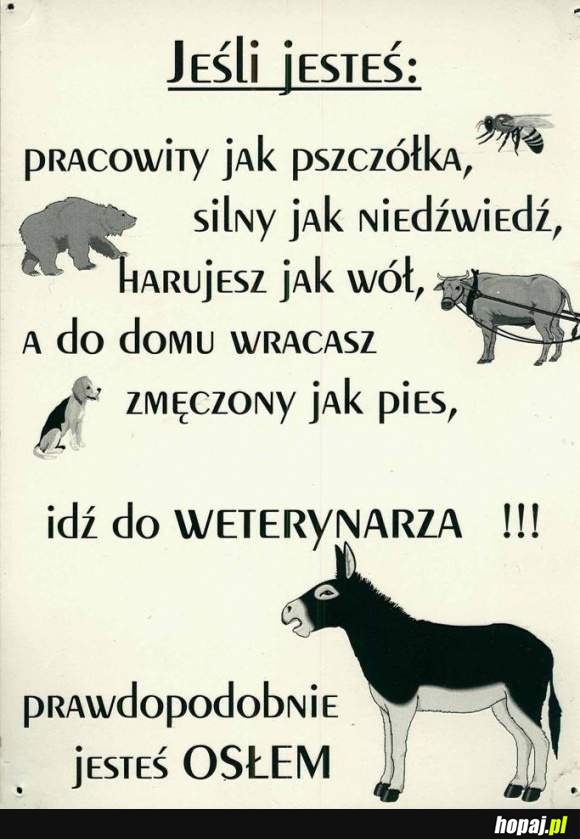 Sprawdź, czy przypadkiem nie jesteś osłem