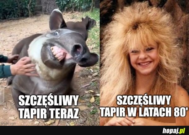 Szczęśliwy tapir teraz i kiedyś