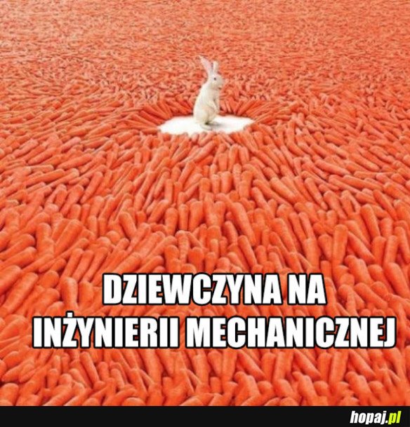 Politechnika