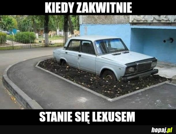 Sadzonka