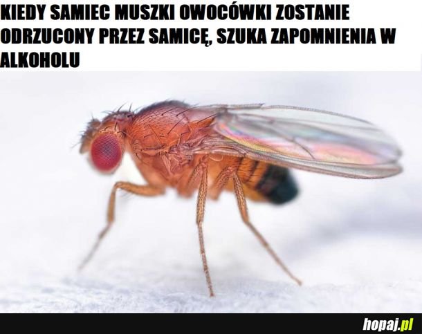  Brzmi znajomo